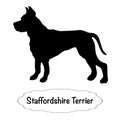 Vector isolated silhouette of staffordshire terrier dog on white background. Royalty Free Stock Photo